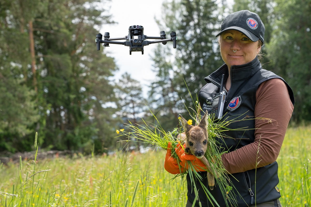 drone og rådyr