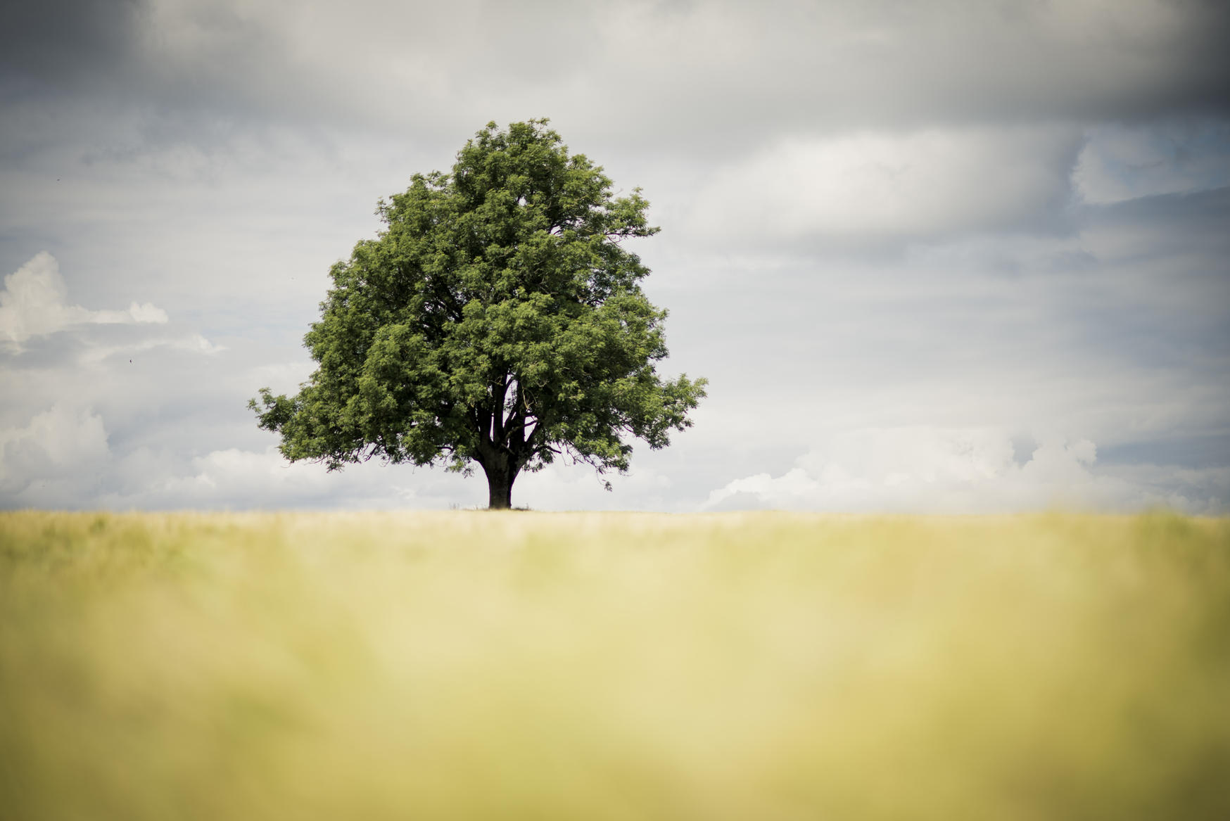 Grønt eiketre i horisonten med overskyet himmel i bakgrunnen. foto
